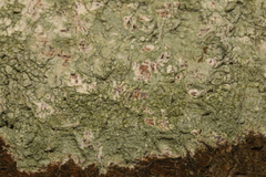 Pertusaria