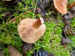 Lactarius camphoratus