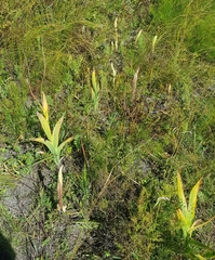 Iris dichotoma