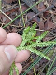 Lycopodium volubile