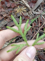Lycopodium volubile