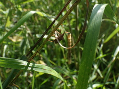 Picromerus bidens