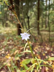 Campanula persicifolia
