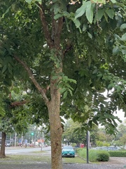 Lagerstroemia floribunda