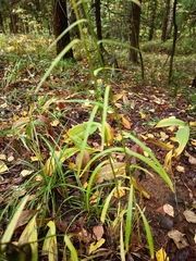 Campanula persicifolia