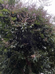 Lagerstroemia floribunda