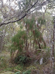 Dacrydium cupressinum