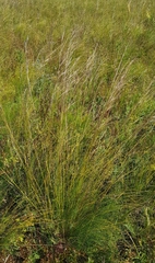 Stipa grandis
