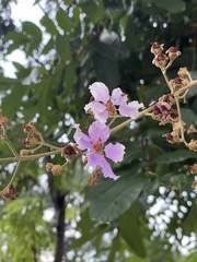 Lagerstroemia floribunda