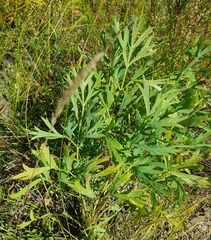 Saposhnikovia divaricata