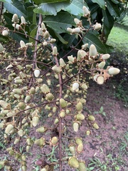 Lagerstroemia floribunda