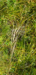 Stipa krylovii