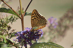 Argynnis pandora