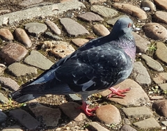 Columba livia domestica