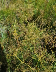 Saposhnikovia divaricata