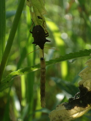 Picromerus bidens