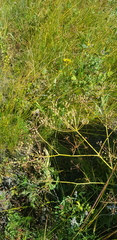 Saposhnikovia divaricata