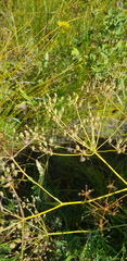 Saposhnikovia divaricata