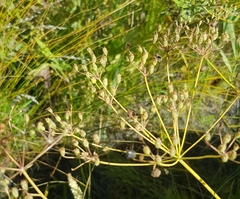 Saposhnikovia divaricata