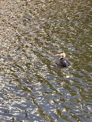 Podiceps cristatus