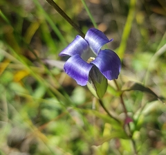 Gentianopsis barbata
