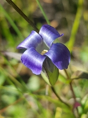 Gentianopsis barbata