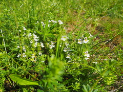 Euphrasia officinalis