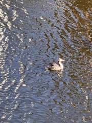 Podiceps cristatus