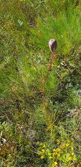 Lilium pumilum