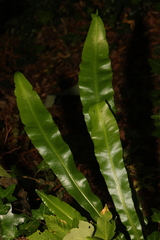 Asplenium scolopendrium scolopendrium