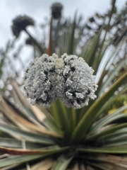 Paepalanthus