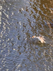 Podiceps cristatus