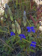 Gentianopsis barbata