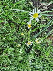 Tripleurospermum