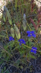 Gentianopsis barbata
