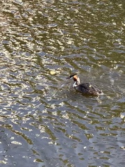 Podiceps cristatus
