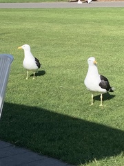 Larus dominicanus dominicanus