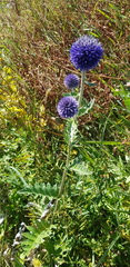 Echinops latifolius