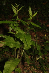 Rumex sanguineus