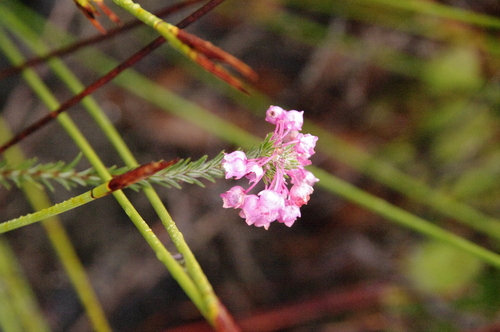 Image of Erica pilulifera by (c) Eric Knight, some rights reserved (CC BY)