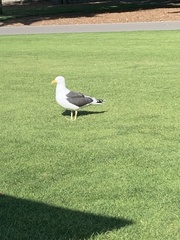 Larus dominicanus dominicanus