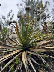 Paepalanthus