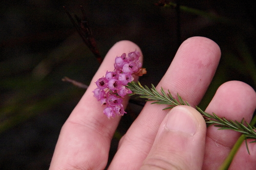 Image of Erica pilulifera by (c) Eric Knight, some rights reserved (CC BY)