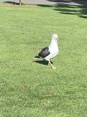 Larus dominicanus dominicanus