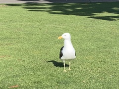 Larus dominicanus dominicanus