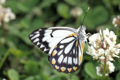 Belenois java