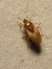 Cimicoidea