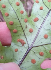 Thylacosceles radians