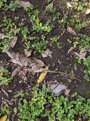 Rodentia