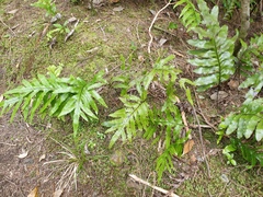 Thylacosceles radians